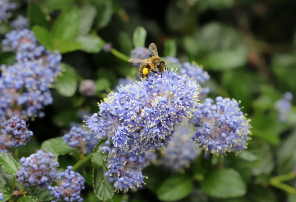 A bee sitting on top of a purple flower