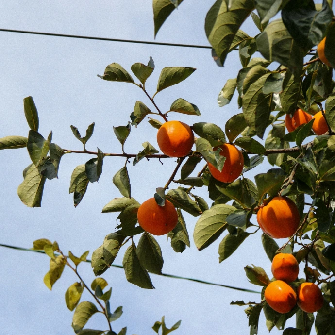 a tree filled with lots of ripe oranges