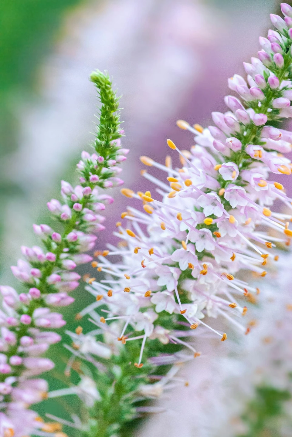 purple and white flower in tilt shift lens
