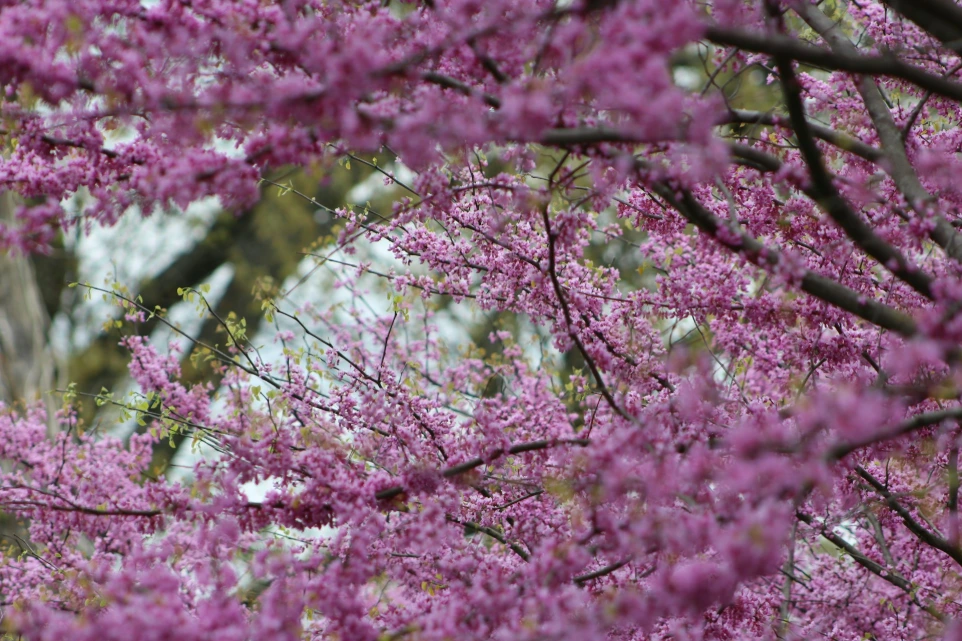 a tree filled with lots of purple flowers