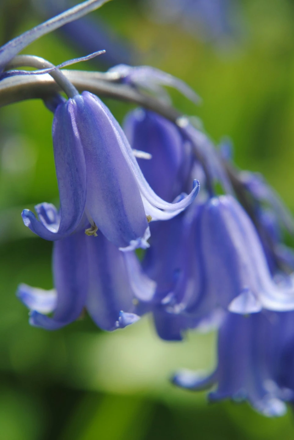 a close up of a purple flower on a branch
