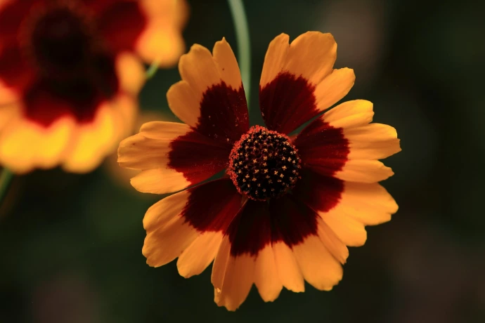 A close up of a yellow and red flower