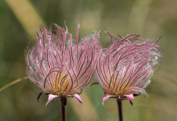 a couple of pink flowers sitting on top of a lush green field