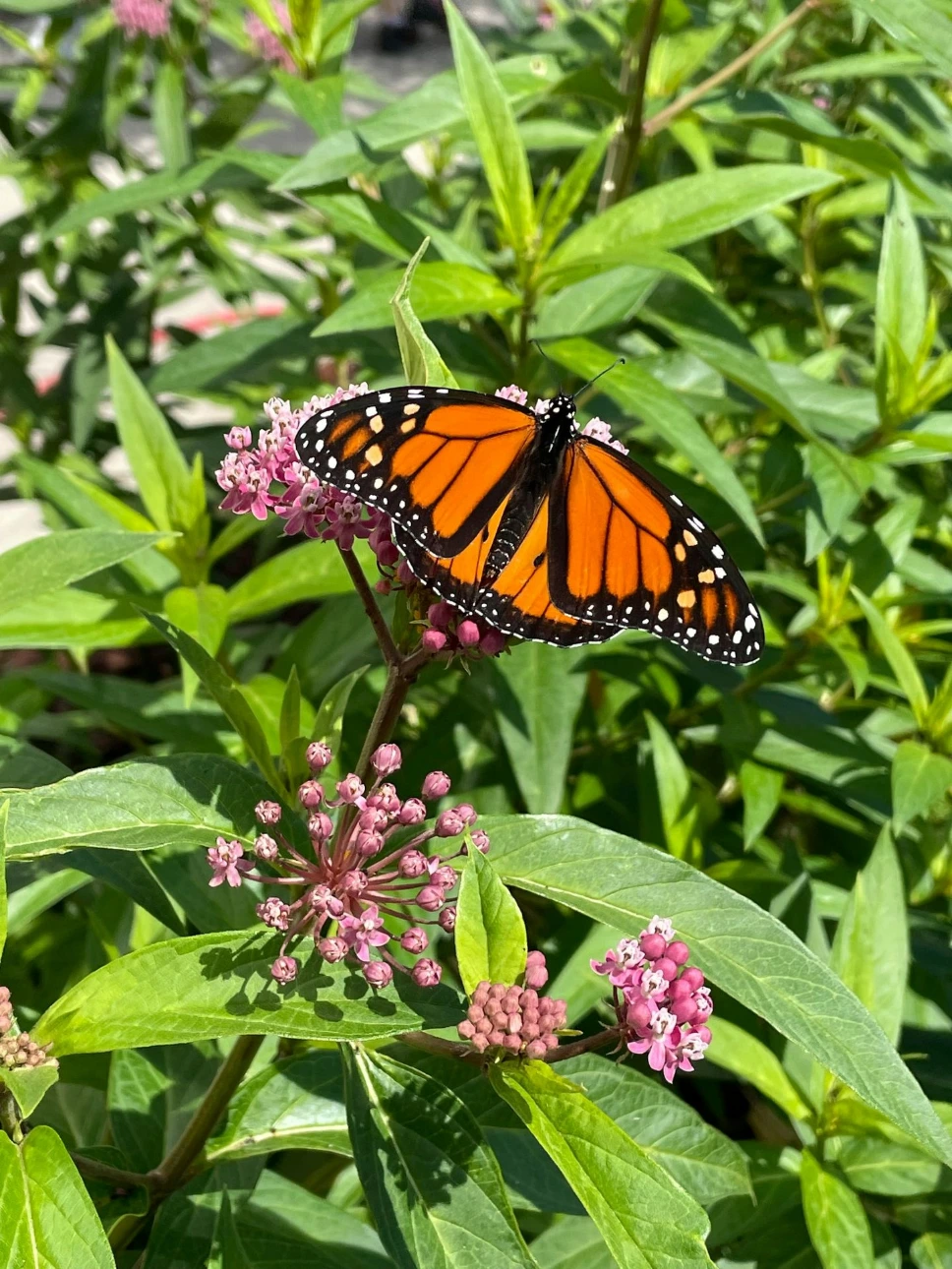 a large orange butterfly sitting on top of a purple flower