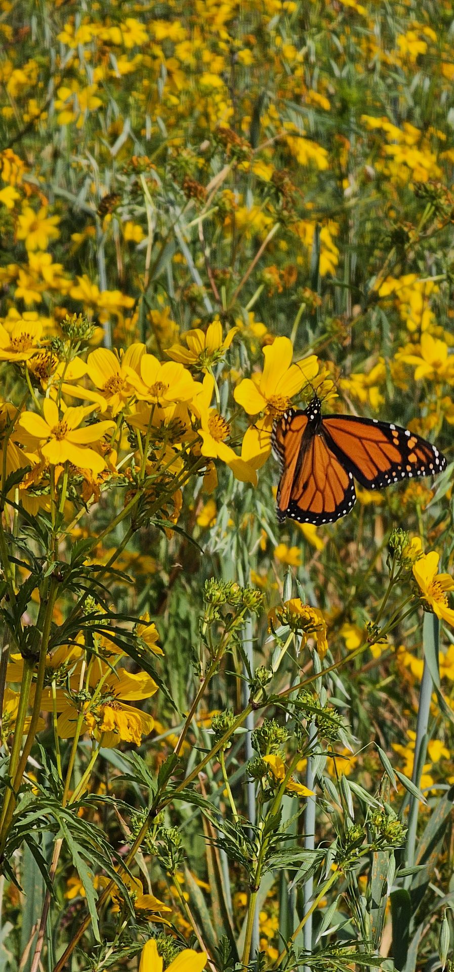monarch feeding on coreopsis nectar